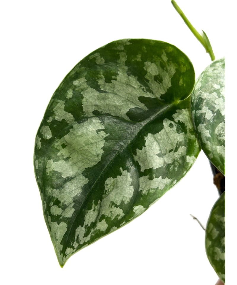 スキンダプサス sp.「Scindapsus sp.」8/12-48B | SHOUCHIKUEN スキンダプサス sp.「Scindapsus sp.」8/12-48B | SHOUCHIKUEN