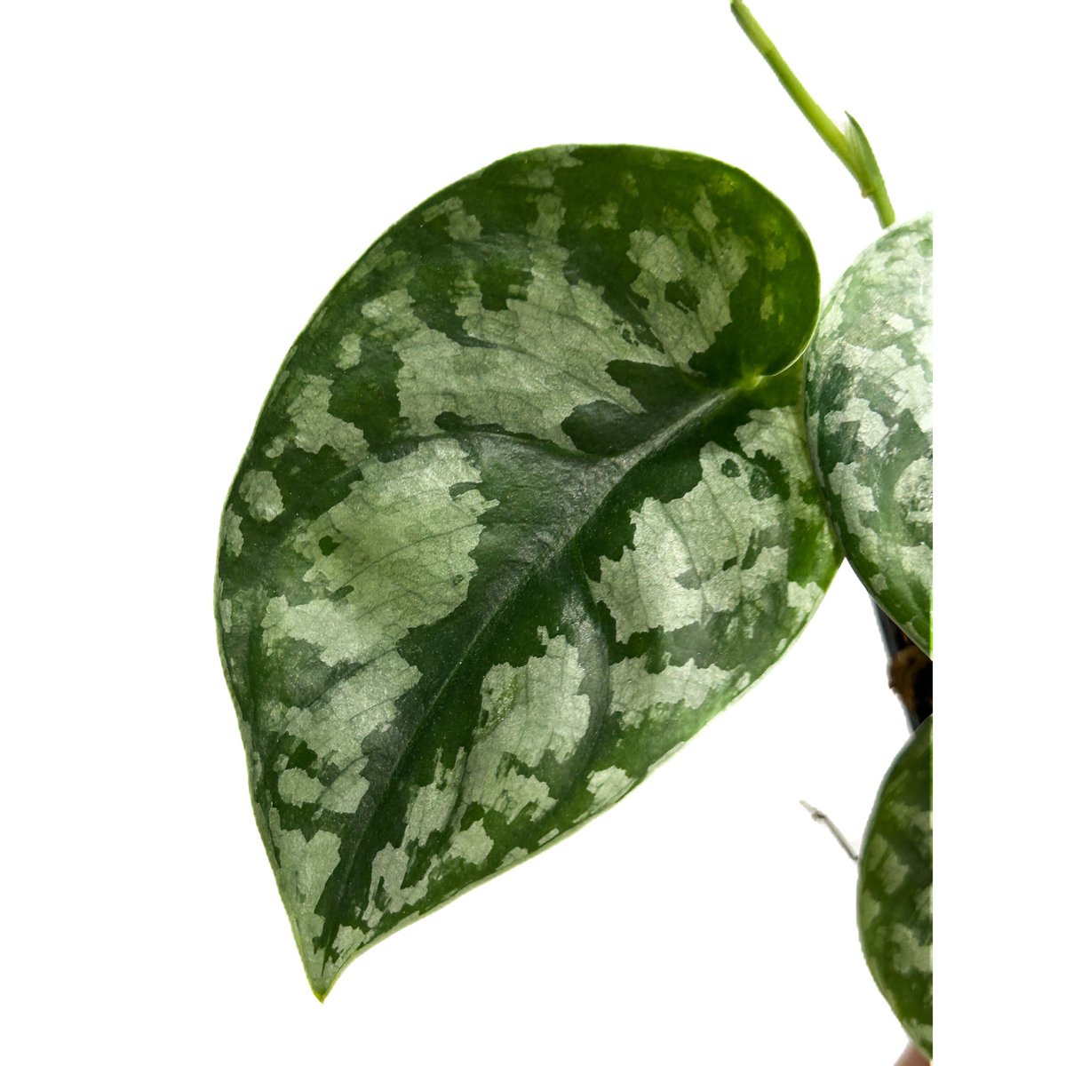 スキンダプサス sp.「Scindapsus sp.」8/12-48B | SHOUCHIKUEN