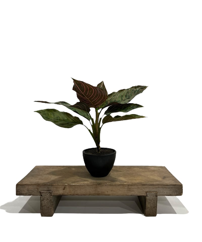 アグラオネマ レッドアーミー「Aglaonema Red Army」91C-3 | SHOUC