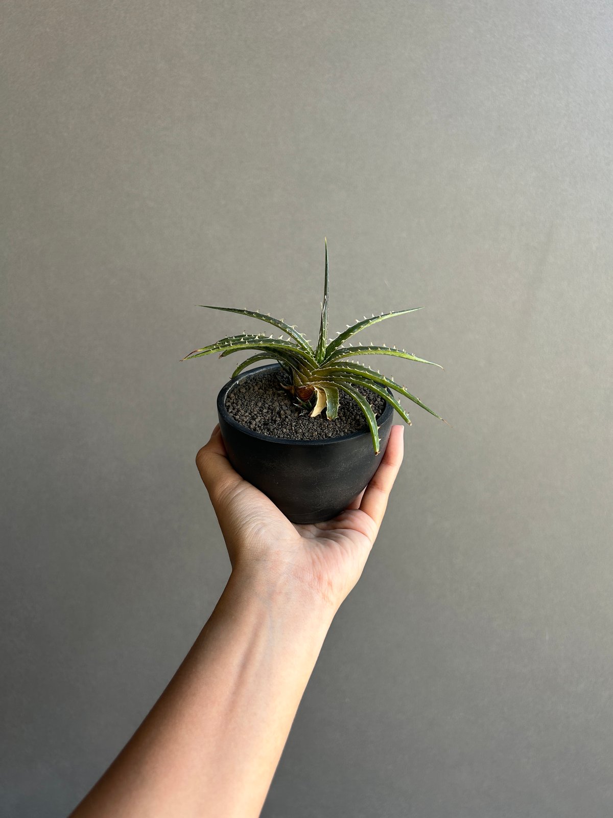 ディッキア スマイル (ドワーフ エステべシー ハイブリッド) 「Dyckia
