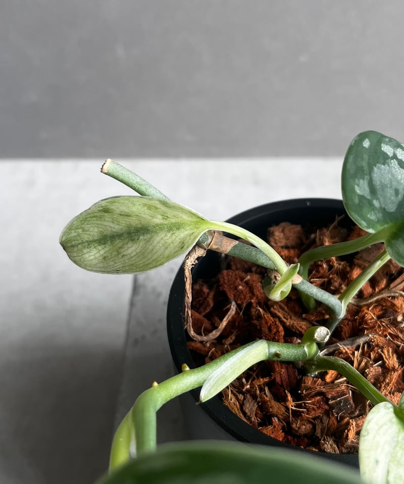 スキンダプサス エキゾチカ ホログラム 「Scindapsus exotica スキンダプサス エキゾチカ ホログラム 「Scindapsus exotica