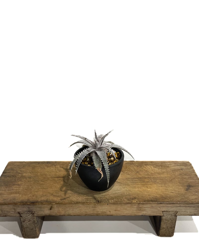 ディッキア ワーレン×マーキュリー「Dyckia Warren × Mercury」6E-2