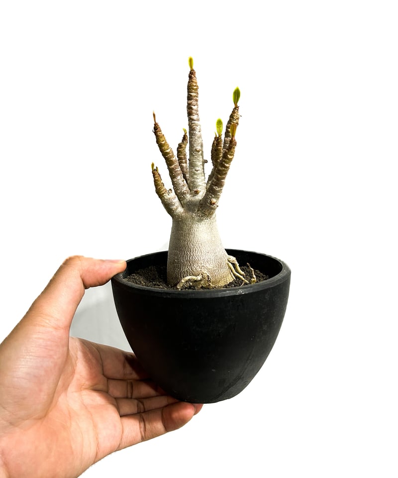 未開封PachypodiumGracilius Var.AUTUMNLEAVES 未開封