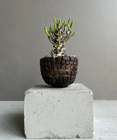 塊根植物・コーデックス ozaken 塊根植物・コーデックス ozaken コーデックス（塊根植物） | オザキ