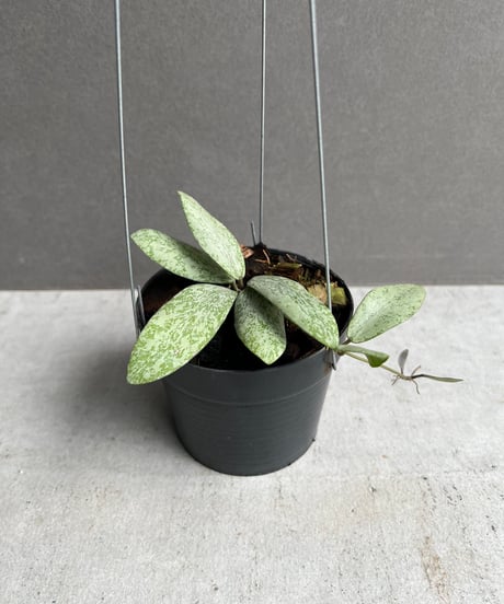 【kshino様受注製作】D50向けホヤ　アンバー×2個セット Amazon｜ヨシカワ 日本製 タンブラー ステンレス 二重構造 2重