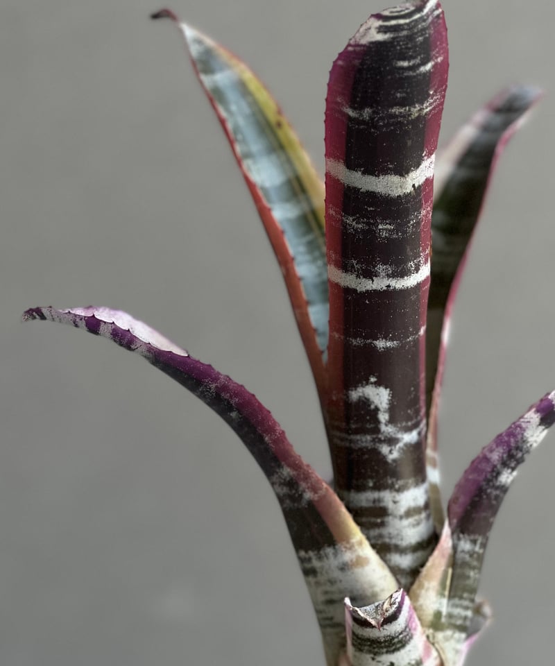 希少　Aechmea Otto エクメア　オットー　超美株　タンクブロメリア Aechmea Otto 【artPLANTs】エクメア/タンクブロメリア