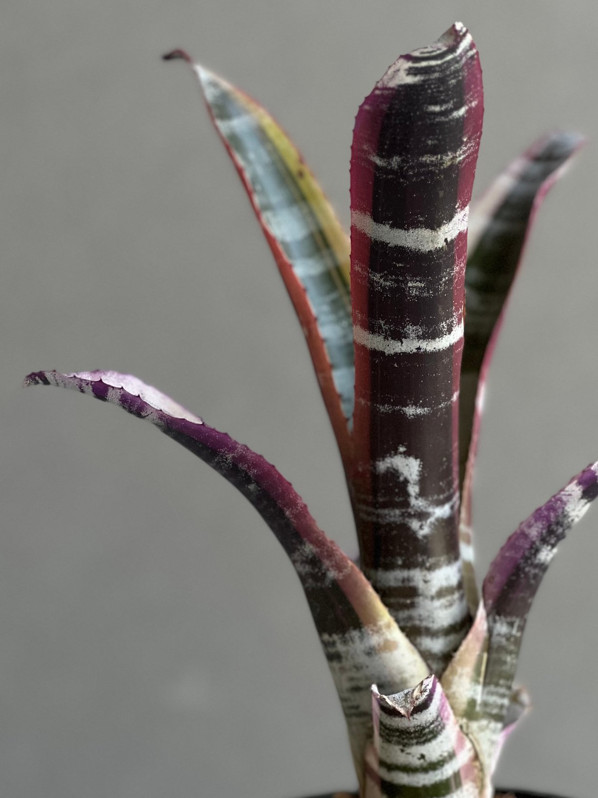 エクメア オットー 「Aechmea Otto」15C | SHOUCHIKUEN