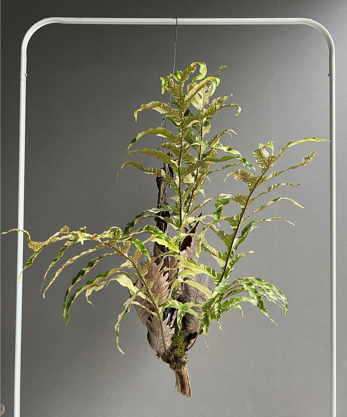 ドリナエア　クェルシフォリア　斑入り ドリナリア クエルシフォリア 斑入 「Drynaria quercifolia