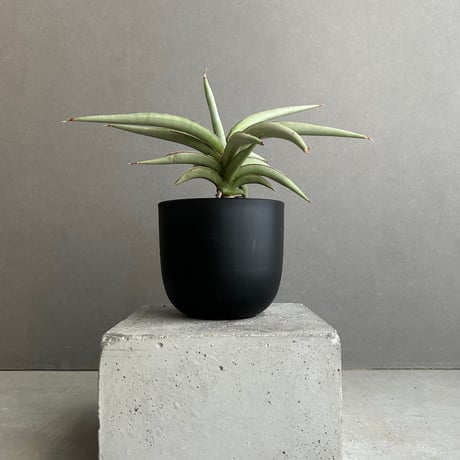 サンスベリア | STORES