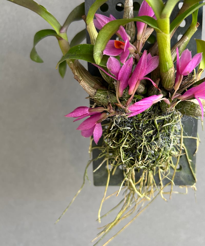 デンドロビウム ヒビキ 「Dendrobium Hibiki」83F | SHOUCHIKUEN