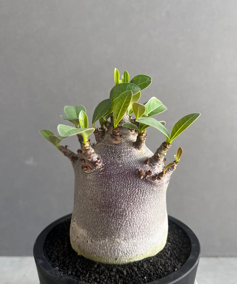 アデニウム アラビカム スーパー ドワーフ “ブラック” 「Adenium