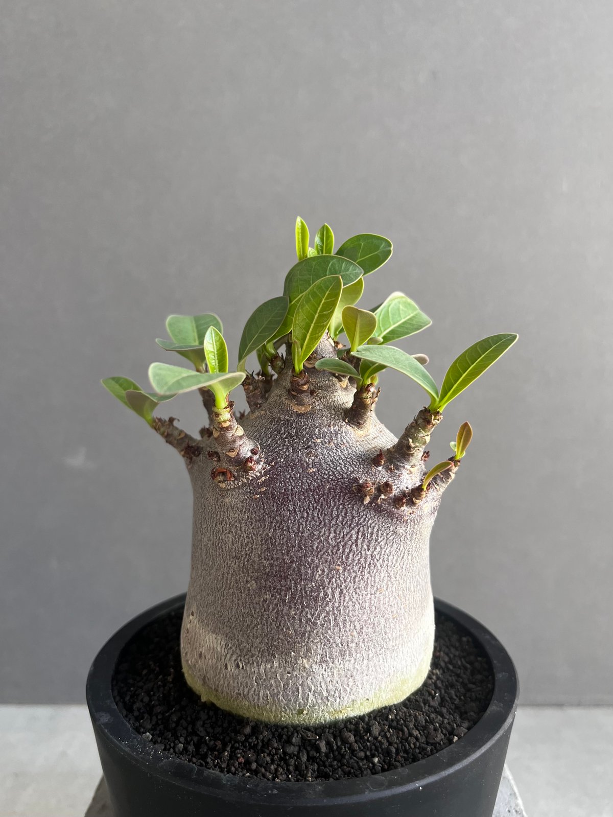 アデニウム アラビカム スーパー ドワーフ “ブラック” 「Adenium