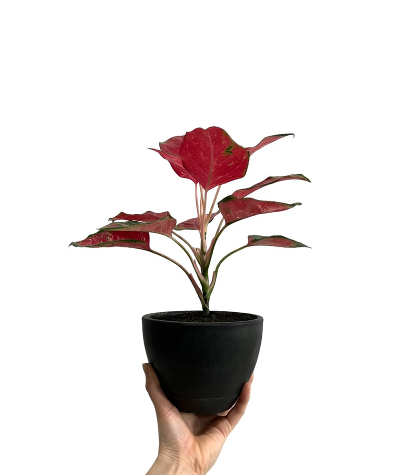 アグラオネマ スック ソム ジャイ ポン cv. クリスマス 「Aglaonema