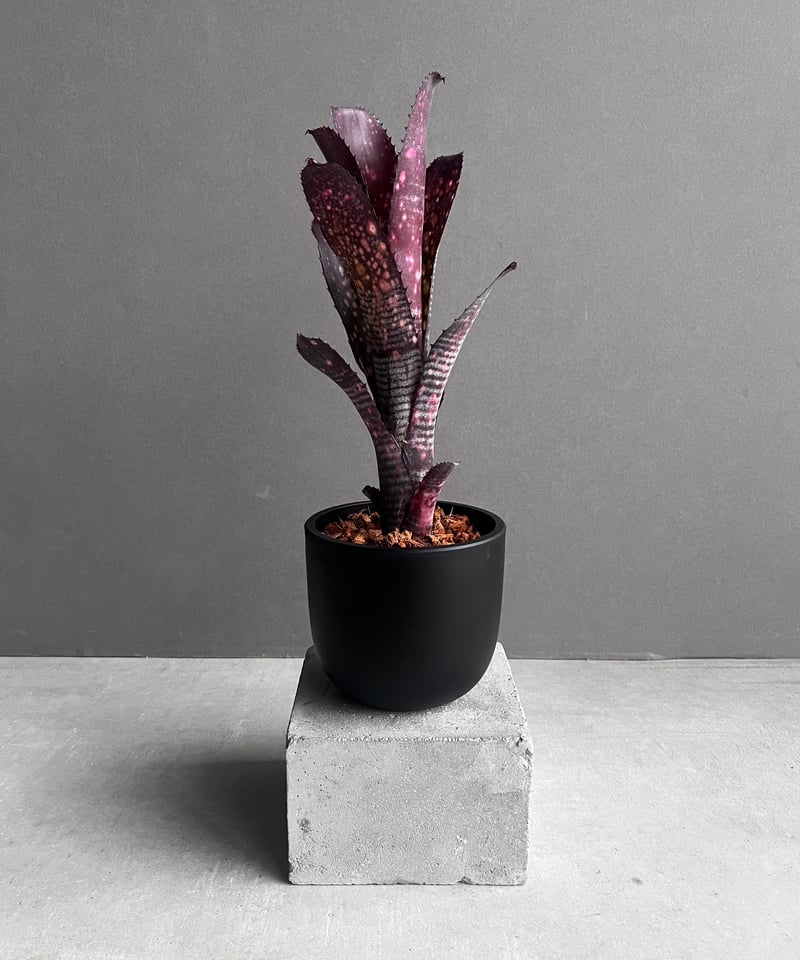 ブロメリア・エアープランツ Billbergia Obi-Wan ブロメリア・エアープランツ Billbergia Darth Vader Billbergia