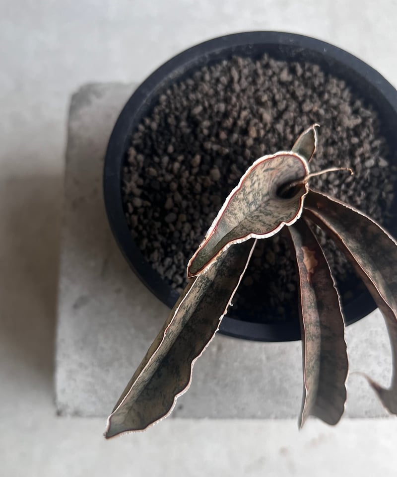 サンセベリア ピンクパンサー 「Sansevieria Pink Punter」35F | S