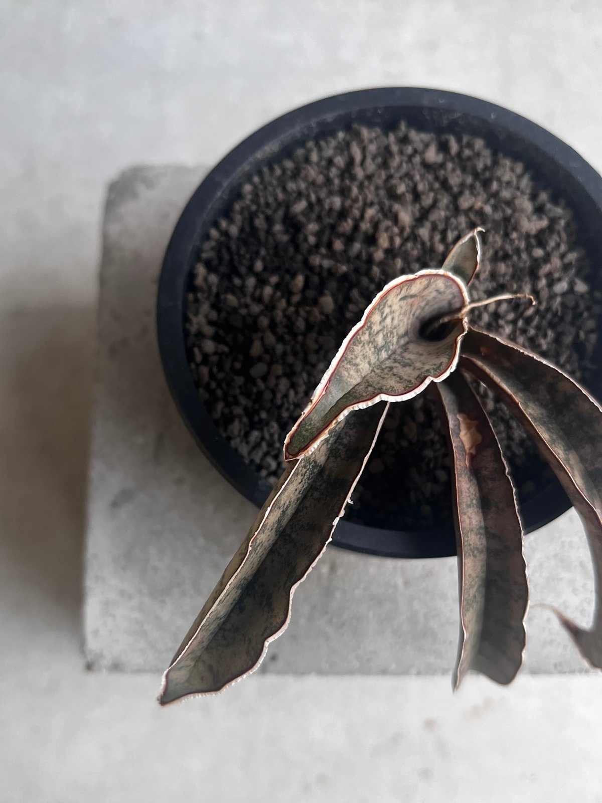 サンセベリア ピンクパンサー 「Sansevieria Pink Punter」35F | S