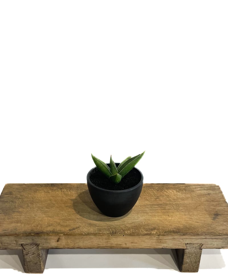 サンセベリア ピングイキュラ x ロリダ「Sansevieria pinguicula x r