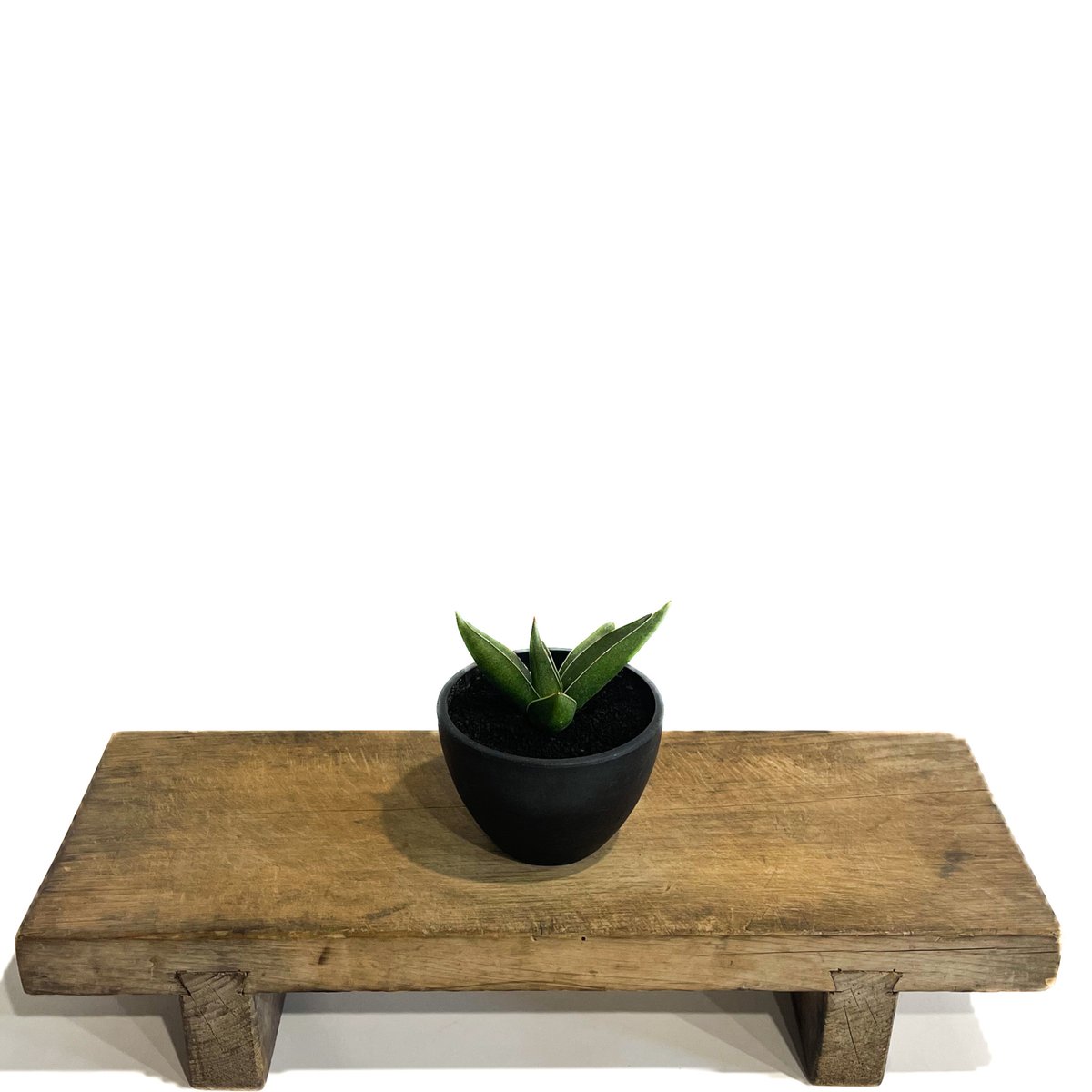 サンセベリア ピングイキュラ x ロリダ「Sansevieria pinguicula x r