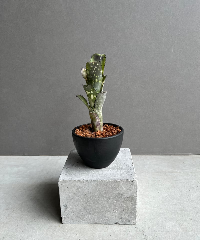 (値下げ中)Billbergia Kahakai Billbergia 'Kahakai' ビルベルギア カハカイ - メルカリ