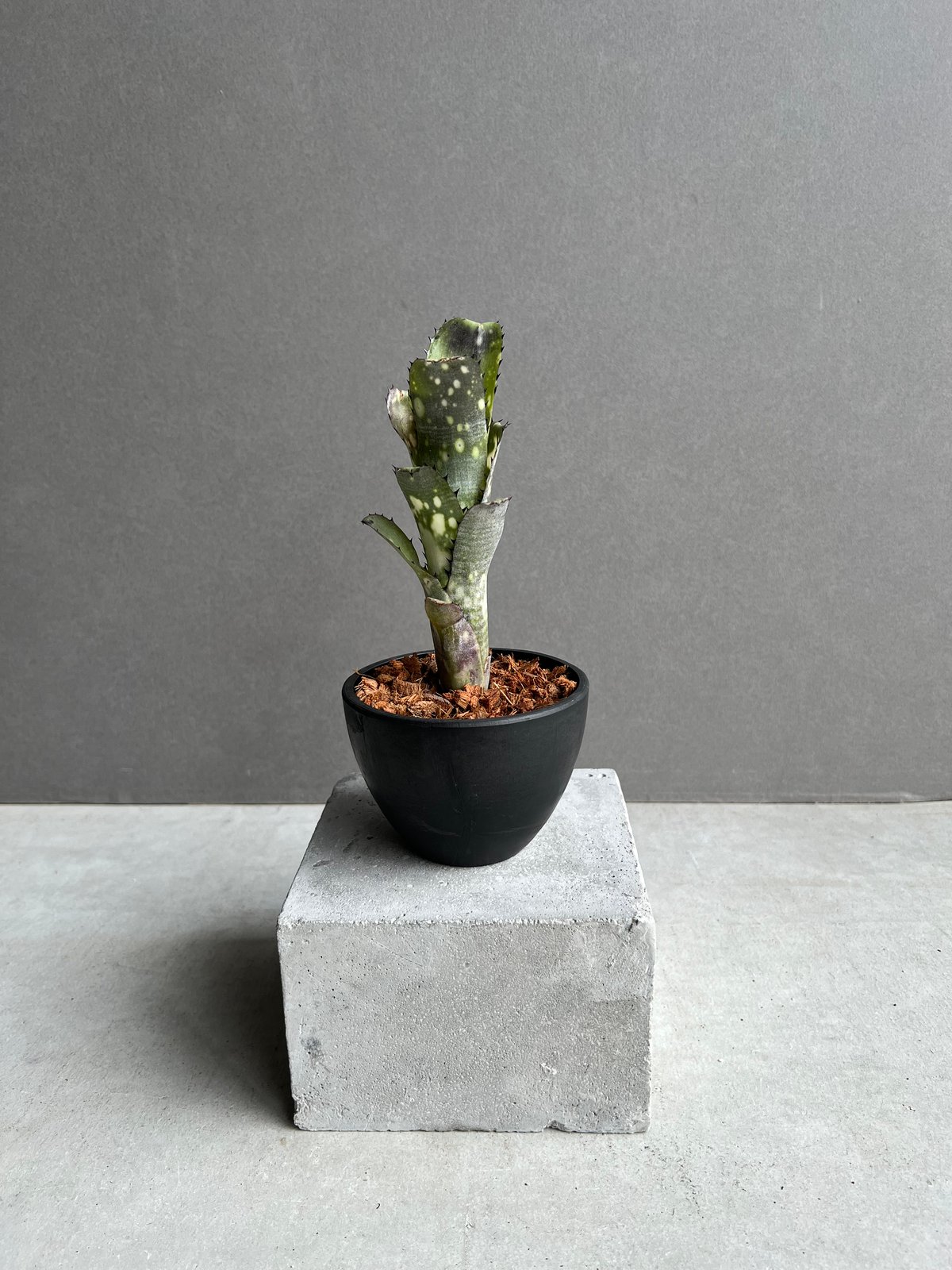 ビルベルギア カハカイ 「Billbergia Kahakai」 99W | SHOUCHIKUEN