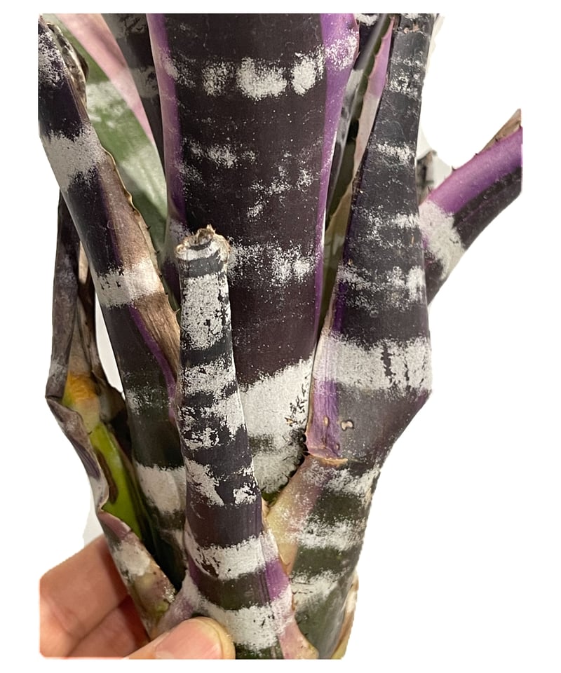 エクメア オットー「Aechmea Otto」5/29-627 | SHOUCHIKUEN