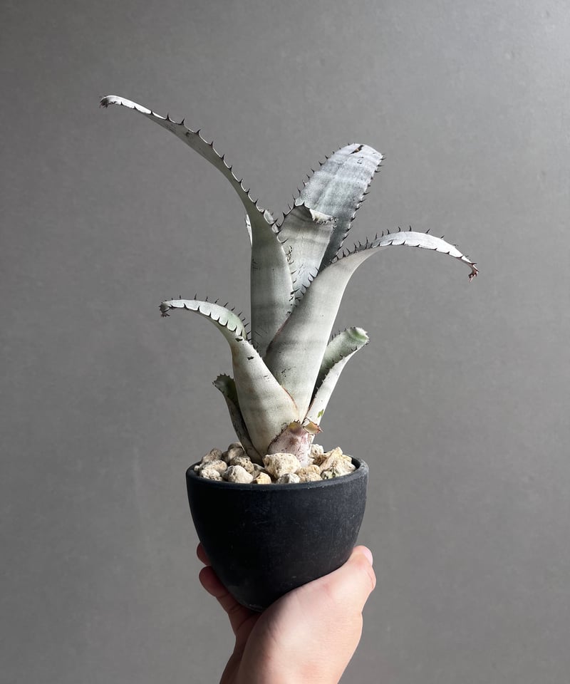 エクメア チャンティニー ホワイト 「Aechmea chantinii White」5Z |
