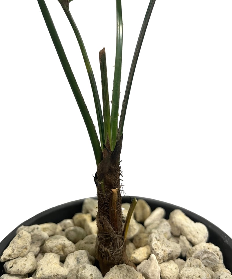 リクアラ マッタネンシス マプ 「Licuala mattanensis 'Mapu' 」85