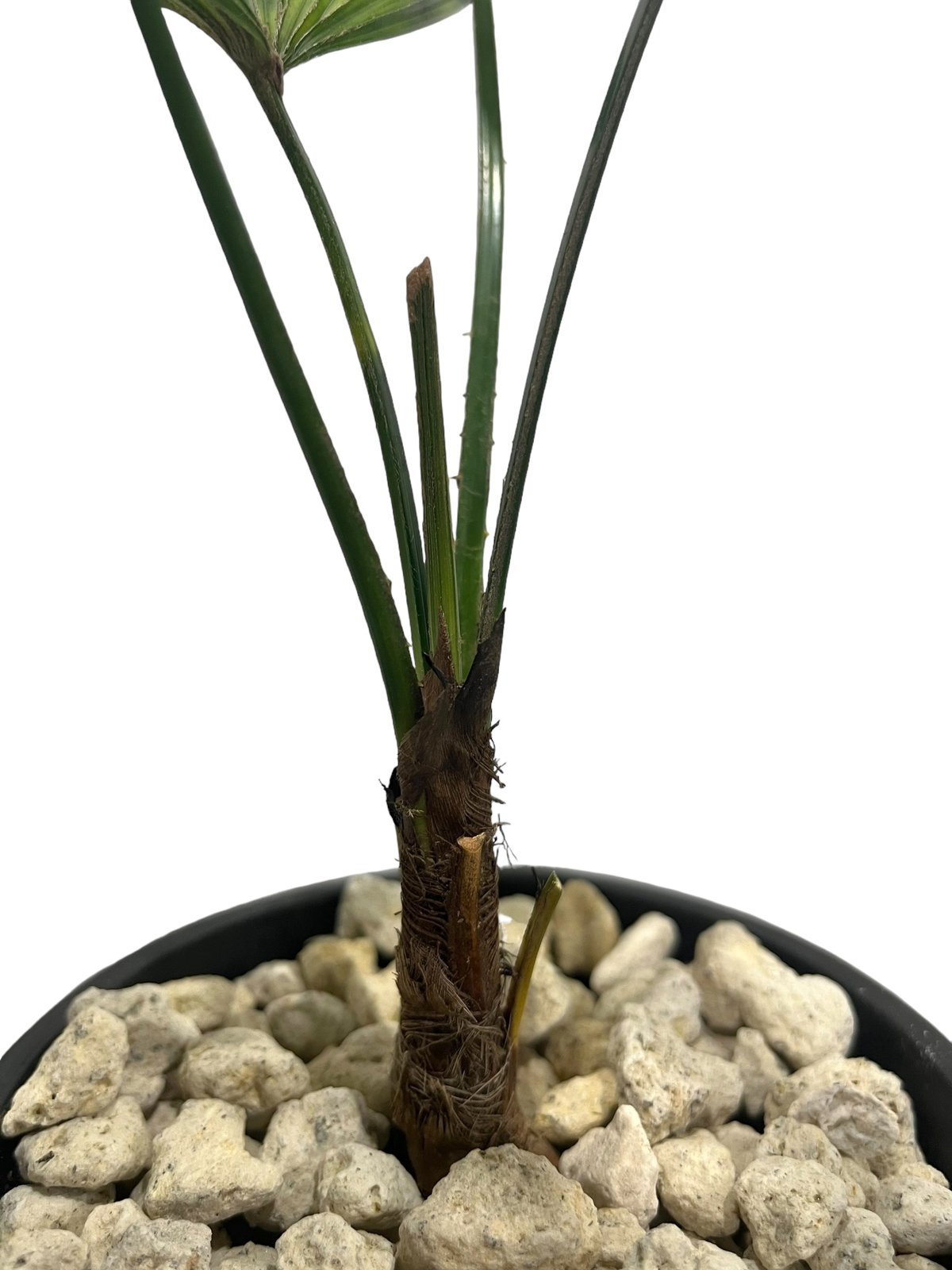 リクアラ マッタネンシス マプ 「Licuala mattanensis 'Mapu' 」85