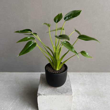 アロカシア | STORES