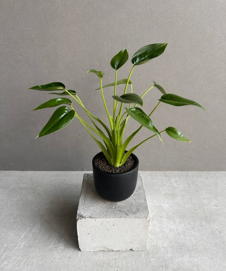 CATEGORY Plants | SHOUCHIKUEN