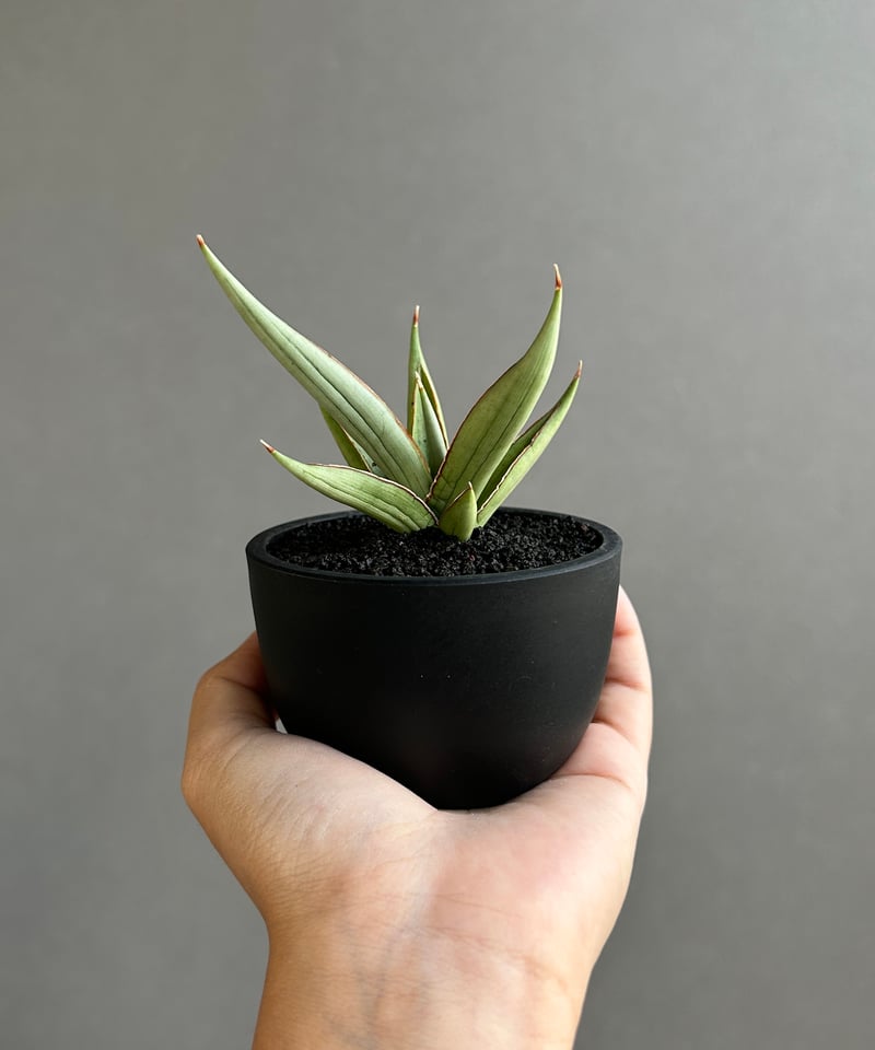EMP サンセベリア LEXUS レクサス / アンヤマニーガーデン SA386 サンセベリア レクサス 「Sansevieria Lexus (by Unyamanee Ga