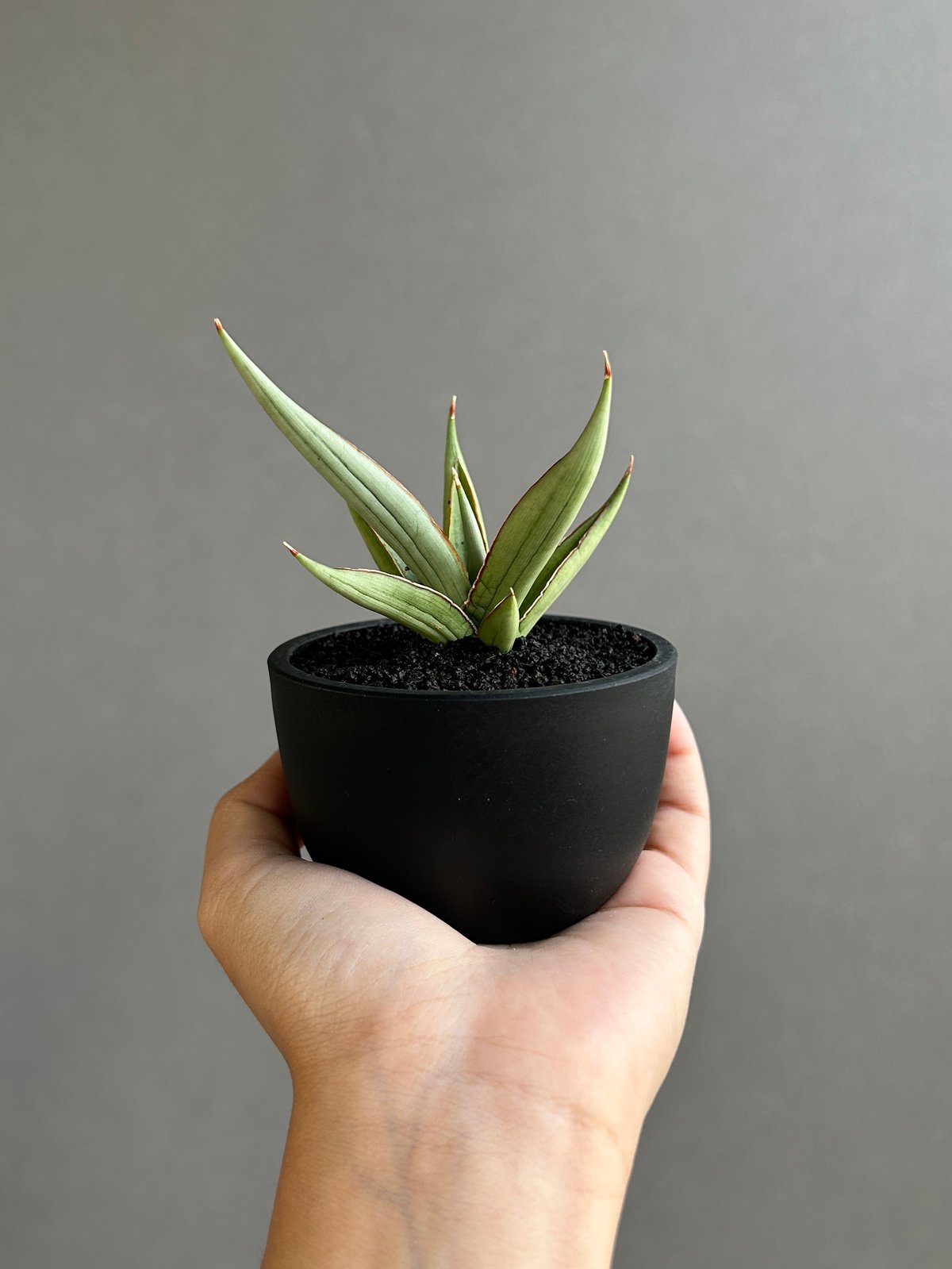 EMP サンセベリア LEXUS レクサス / アンヤマニーガーデン SA386 サンセベリア レクサス 「Sansevieria Lexus (by Unyamanee Ga