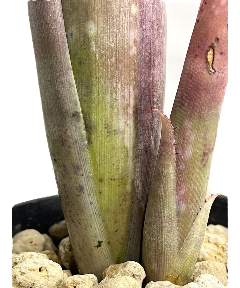 ビルベルギア ストロベリー ロゼア ハイブリッド「 Billbergia