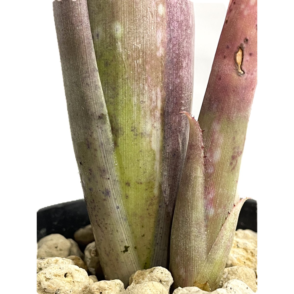 ビルベルギア ストロベリー ロゼア ハイブリッド「 Billbergia