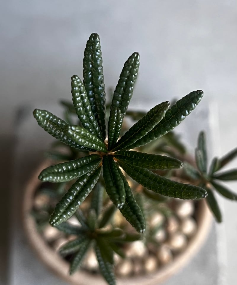 ドルステニア ギガス ブラータ+ plantsmonsters pot 「Dorstenia ドルステニア ギガス ブラータ+ plantsmonsters pot 「Dorstenia