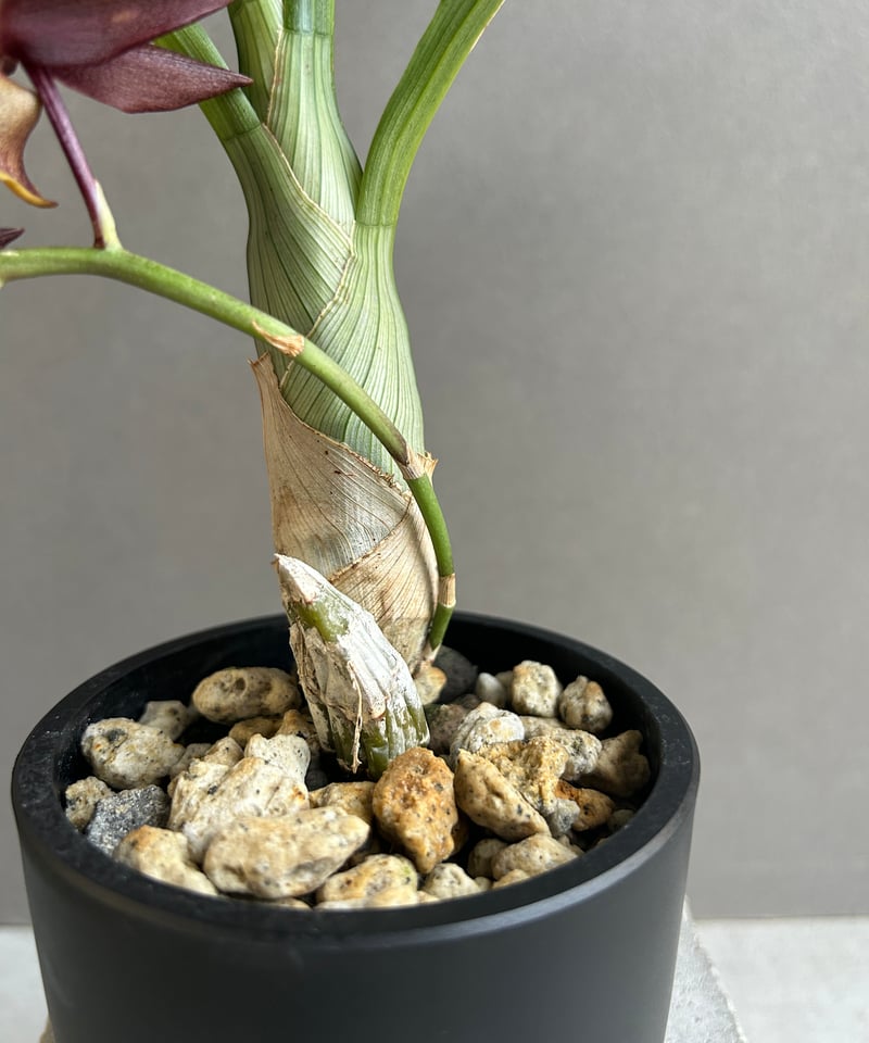 カタセタム ライアン ハリントン「Catasetum Ryan Harrington」27G