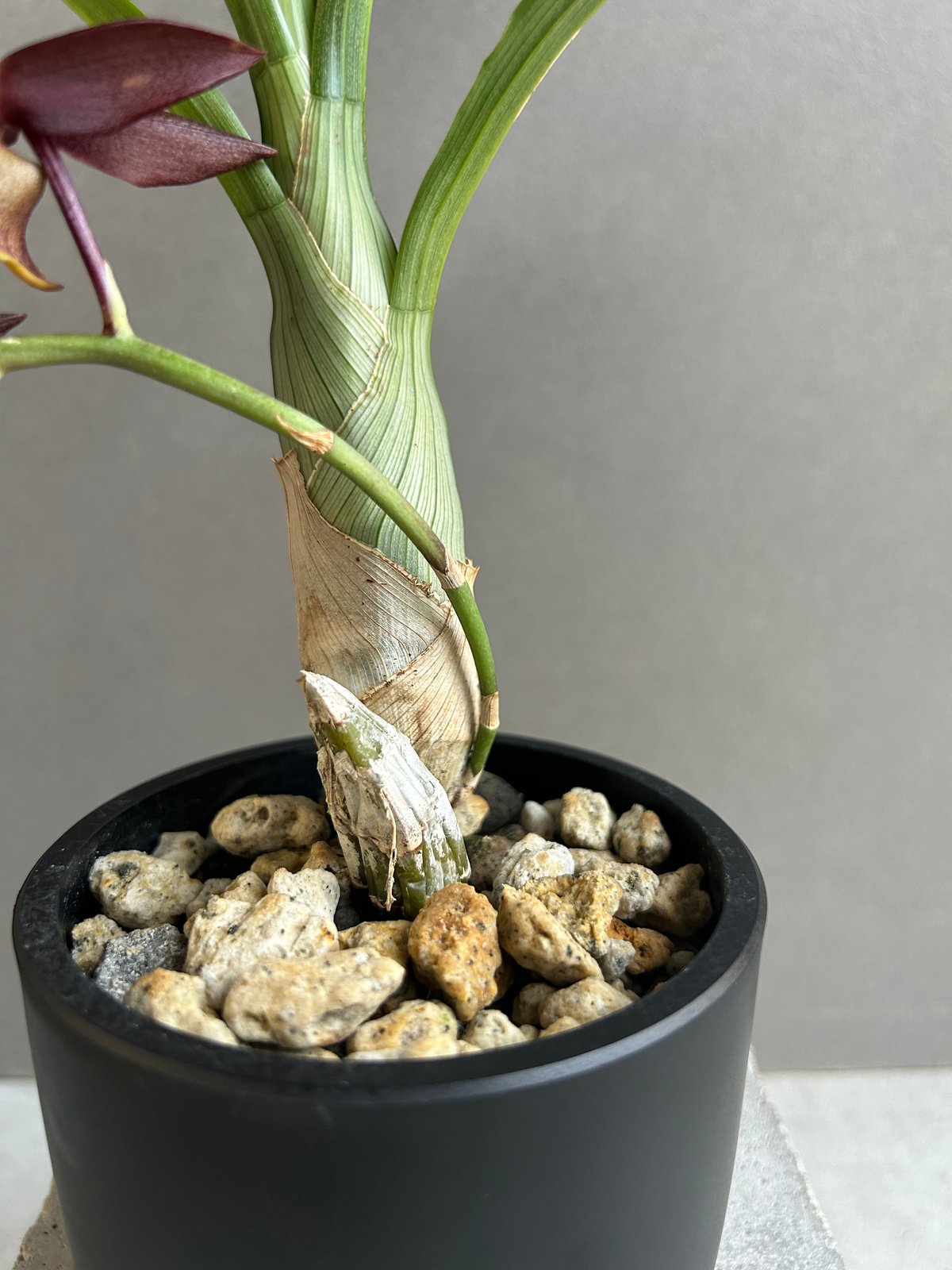 カタセタム ライアン ハリントン「Catasetum Ryan Harrington」27G