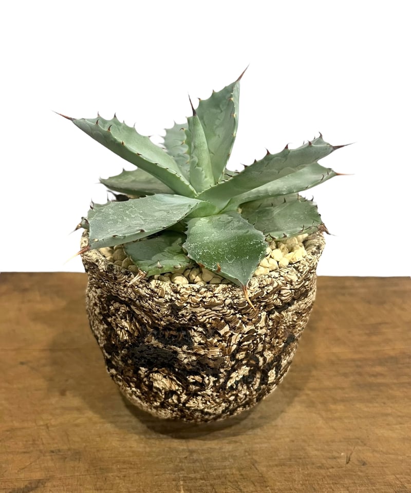 アガベ FIPハイブリッド 大株 アガベ FIP ハイブリッド + plantsmonsters pot 「Agave FIP