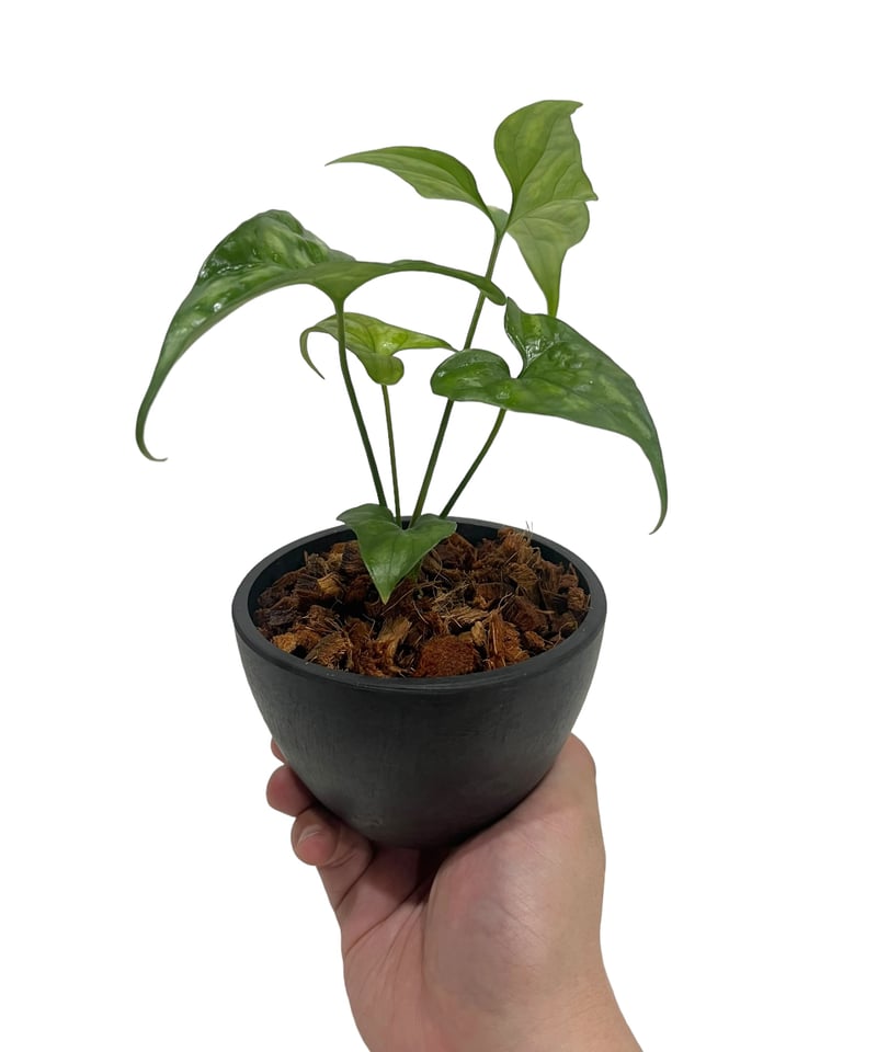 セルセスティス ミラビリス (N.E.Br) ボグナー「 Cercestis mirabili