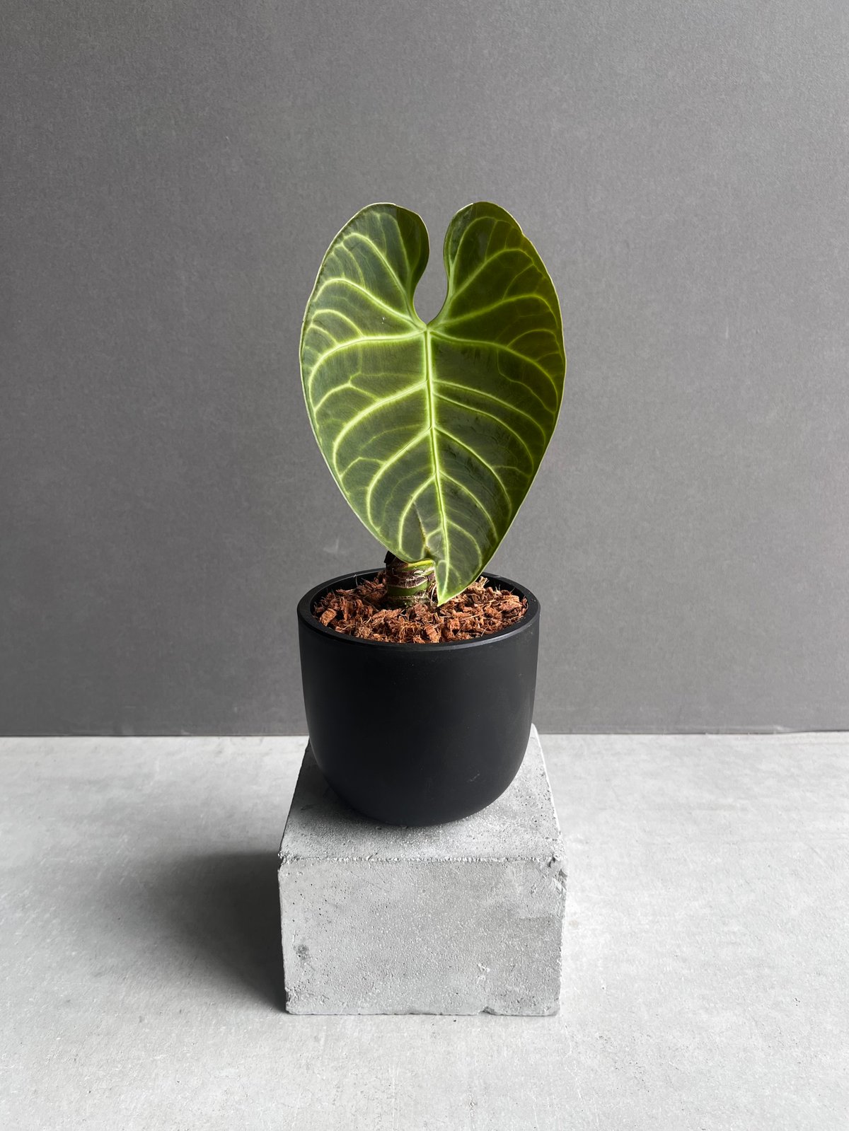 アンスリウム レガレ(コロンビア/ペルー) 「Anthurium regale (Colomb