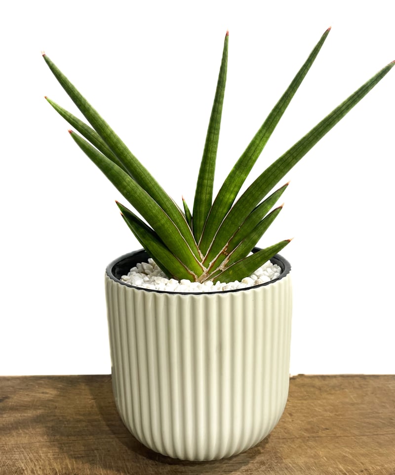 サンセベリア バイデント (フランシシー x ココ)「Sansevieria bident
