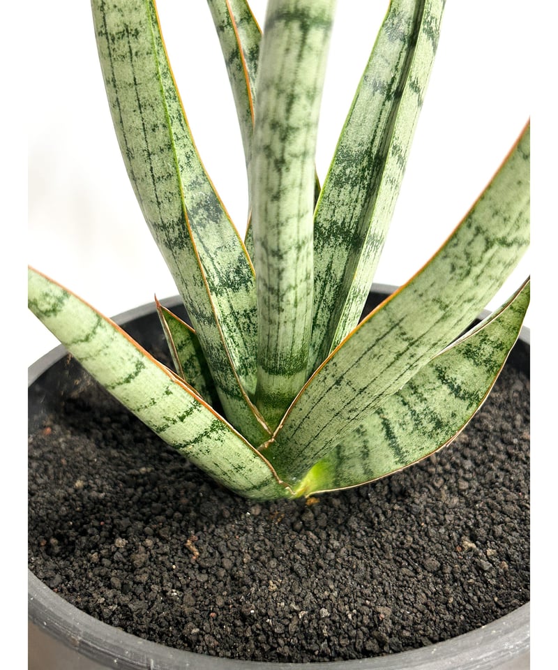 サンスベリア・コヨーテ サンセベリア コヨーテ 「Sansevieria Coyote」6/1-705 | SHOUC