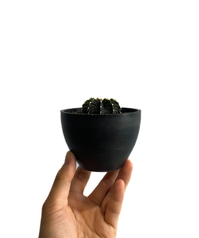 ギムノカリキウム フリードリヒ “VOS1241” KG 「Gymnocalycium fr ギムノカリキウム フリードリヒ “VOS1241” KG 「Gymnocalycium fr