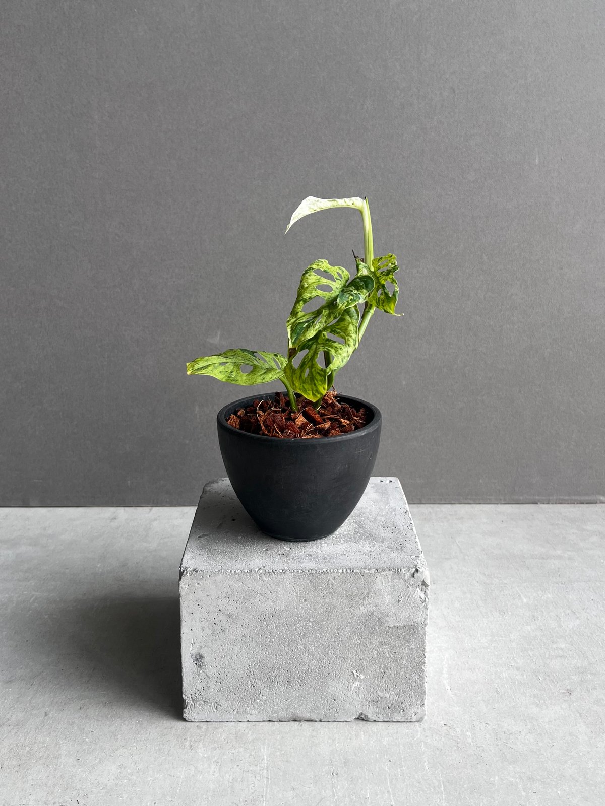 モンステラ ラニアタ ミント 斑入 「Monstera laniata mint モンステラ ラニアタ ミント 斑入 「Monstera laniata mint