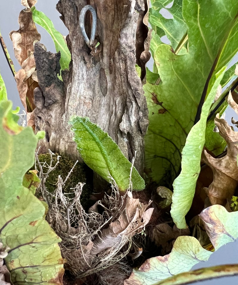 ドリナリア クエルシフォリア '変異種' 「Drynaria quercifolia 'Mut