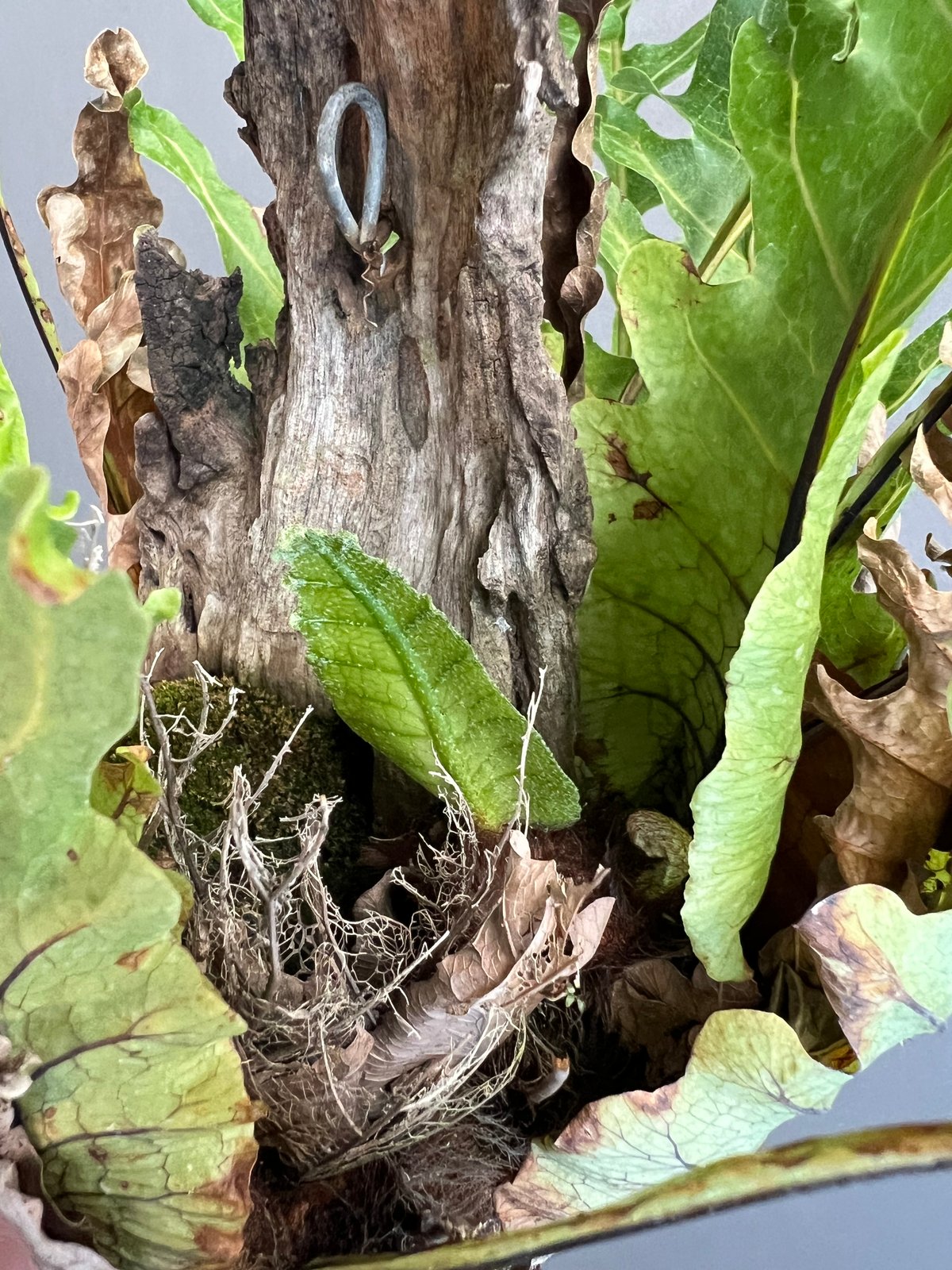 ドリナリア クエルシフォリア '変異種' 「Drynaria quercifolia 'Mut