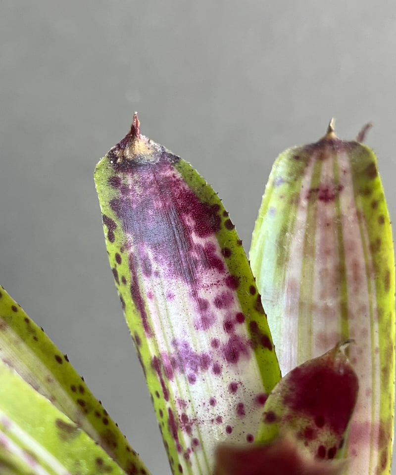 ネオレゲリア クリッシー + plantsmonsters pot 「Neoregelia c