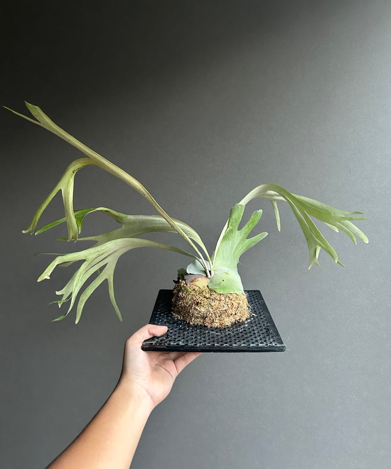 ビカクシダ ウィリンキー　木製ボード付き 約30cm imgrc0135232032.jpg