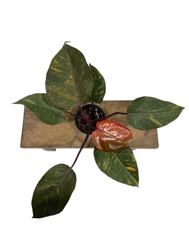 フィロデンドロン オレンジ プリンセス 「Philodendron Orange Prince