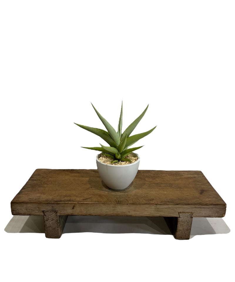 EMP サンセベリア チャニン / 親株 SA65 サンセベリア チャニン(by